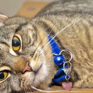 NWT Pet Collar Crystal Charms